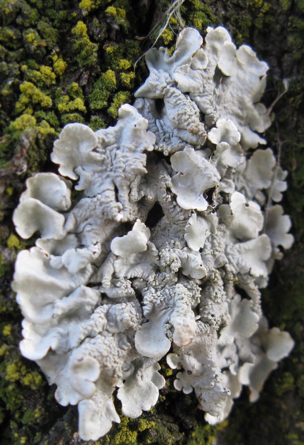 Licheni su corteccia di Prunus pissardii
